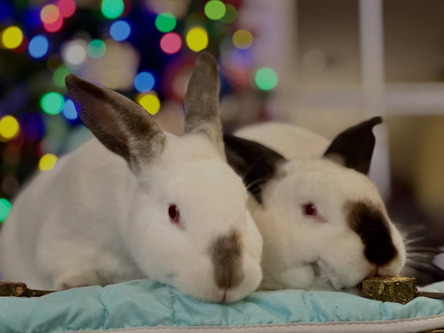 bunnies